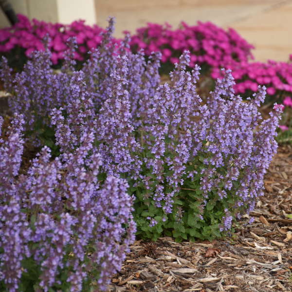 'Cat's Pajamas' Catmint (Nepeta) - Image 5