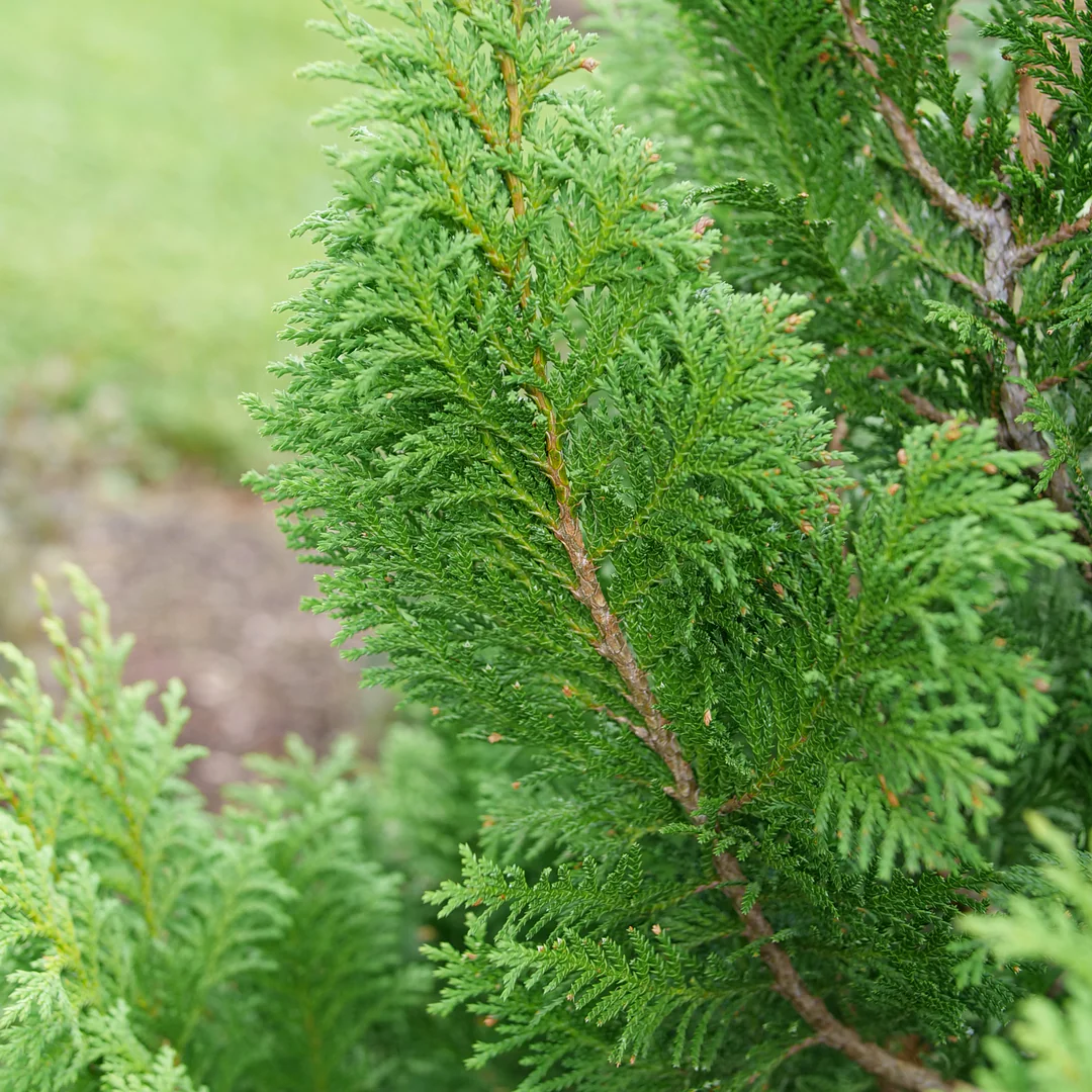 Cedar Rapids® False Cypress (Chamaecyparis) - Image 3