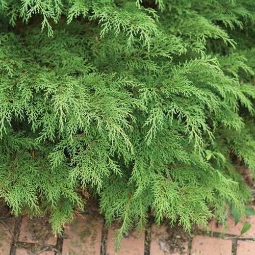 Celtic Pride® Siberian Cypress (Microbiota) - Image 2