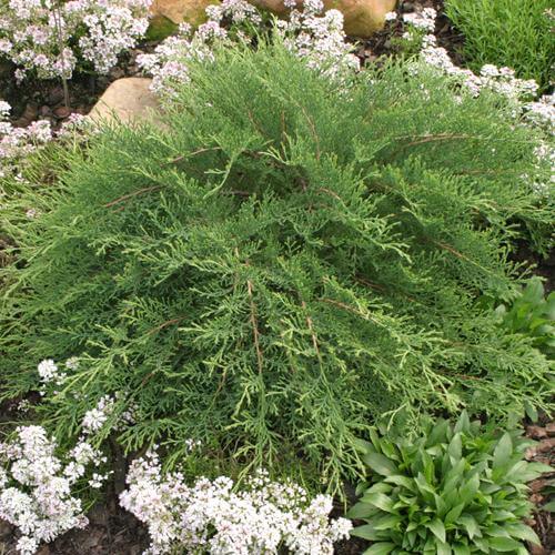 Celtic Pride® Siberian Cypress (Microbiota) - Image 3