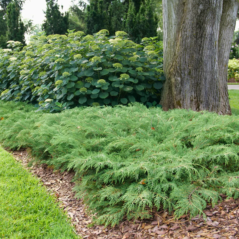 Celtic Pride® Siberian Cypress (Microbiota) - Image 4