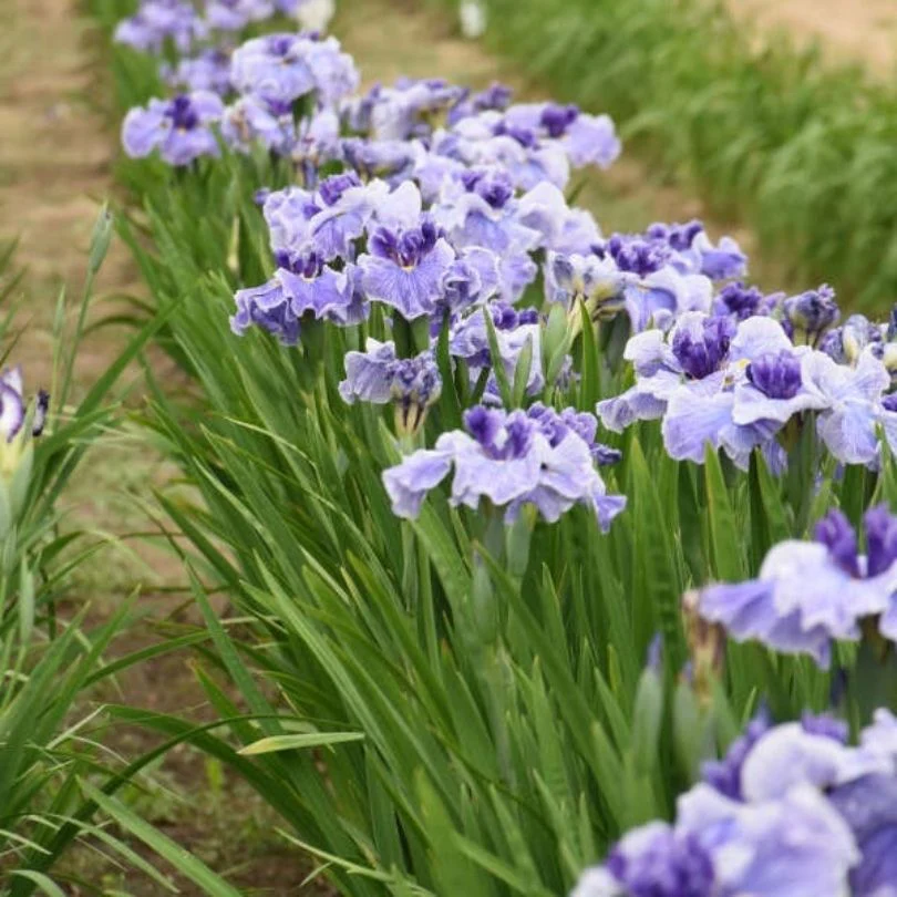 ‘Center of Attention’ Japanese Iris - Image 2