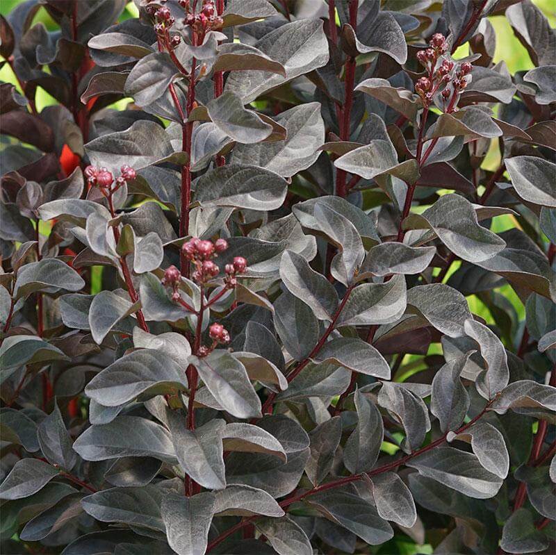 Center Stage® Pink Crapemyrtle (Lagerstroemia) - Image 3