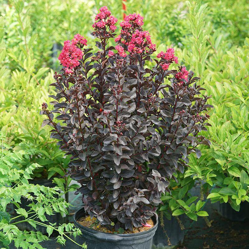 Center Stage® Pink Crapemyrtle (Lagerstroemia) - Image 5
