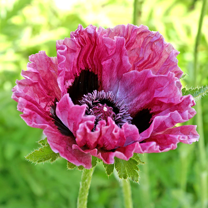 'Central Park' Oriental Poppy (Papaver)