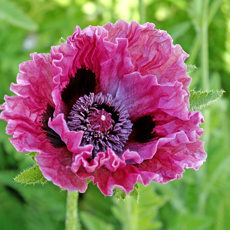 'Central Park' Oriental Poppy (Papaver) - Image 2