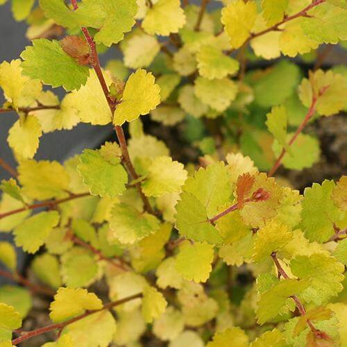 Cesky Gold® Dwarf Birch (Betula) - Image 2