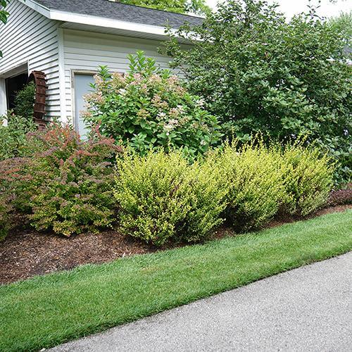 Cesky Gold® Dwarf Birch (Betula) - Image 3