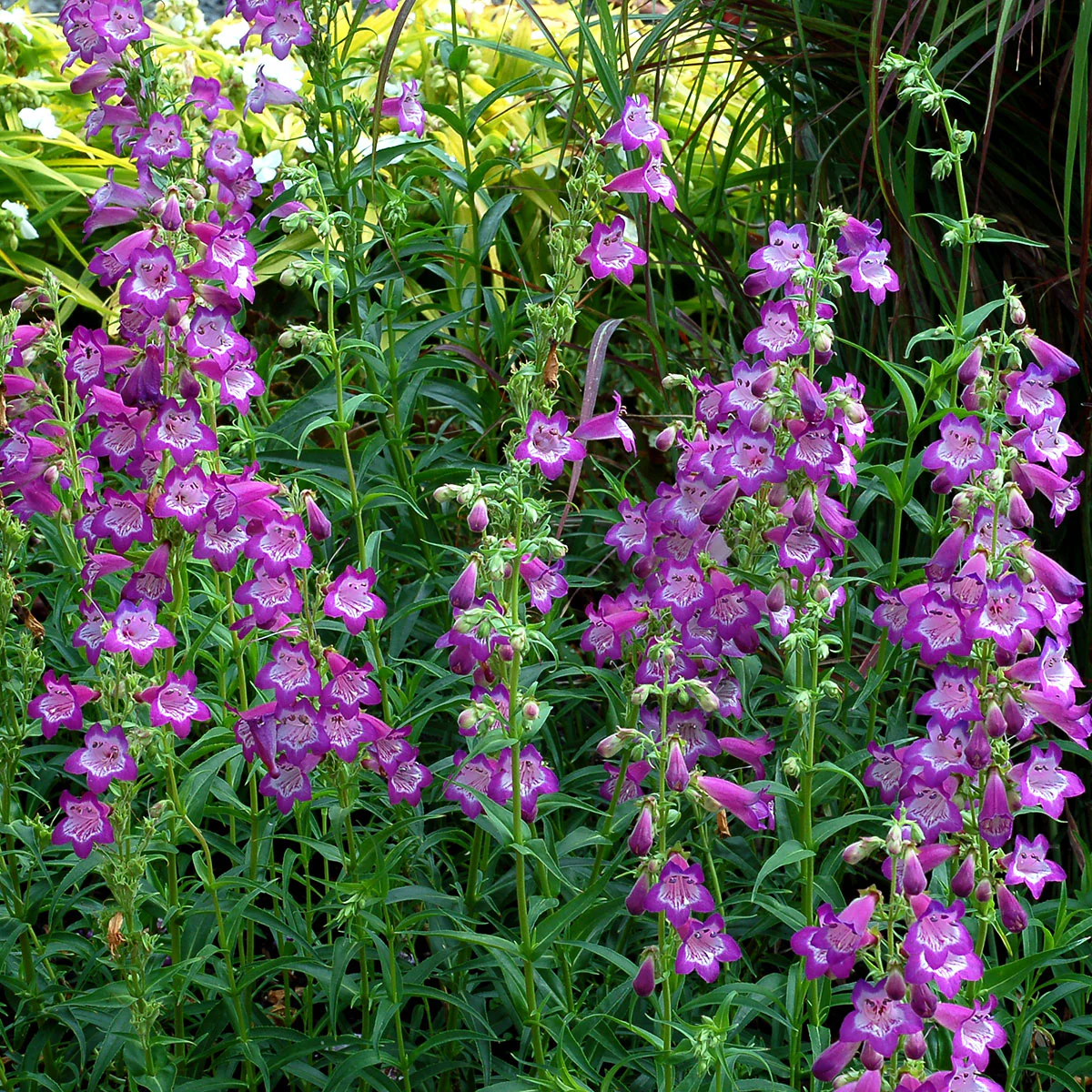 Cha Cha™ ‘Lavender’ Beardtongue (Penstemon) - Image 3