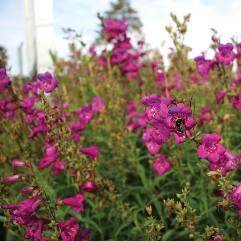 Cha Cha™ 'Purple' Beardtongue (Penstemon) - Image 3