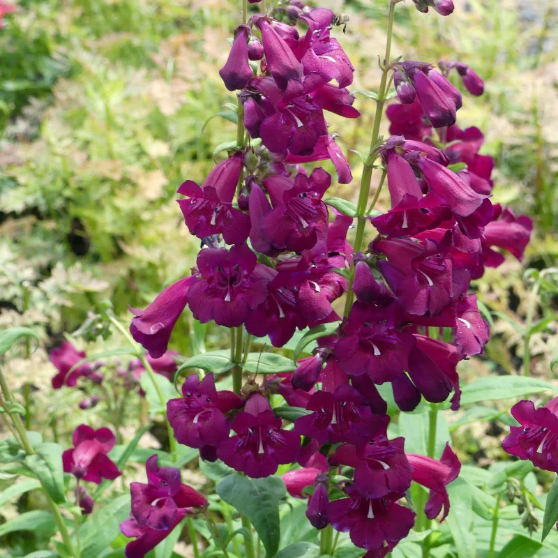 Cha Cha™ 'Purple' Beardtongue (Penstemon) - Image 4