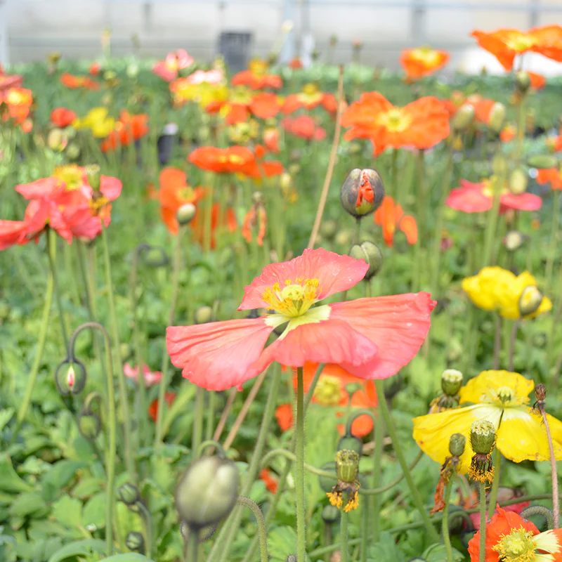 'Champagne Bubbles' Icelandic Poppy Mix (Papaver) - Image 2