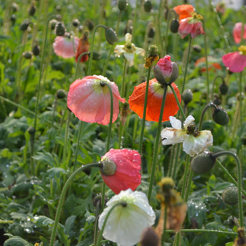 'Champagne Bubbles' Icelandic Poppy Mix (Papaver) - Image 3