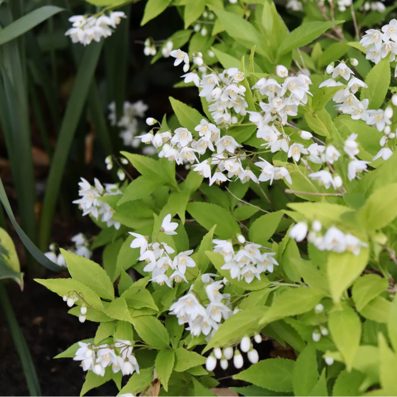 Chardonnay Pearls® Deutzia - Image 3