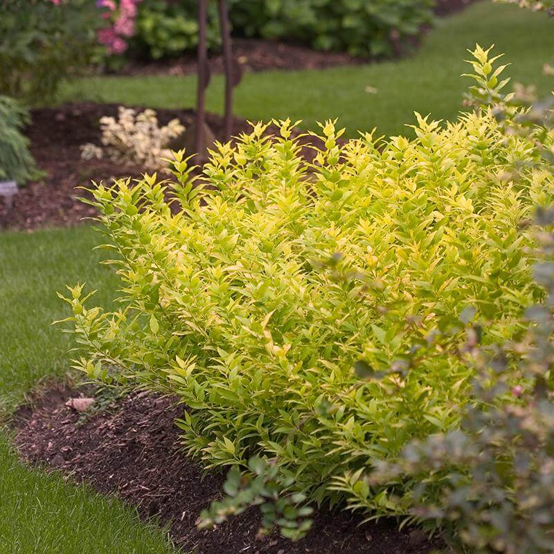 Chardonnay Pearls® Deutzia - Image 5