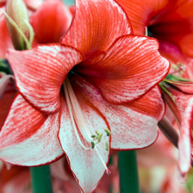 'Charisma' Amaryllis Bulb - Image 2