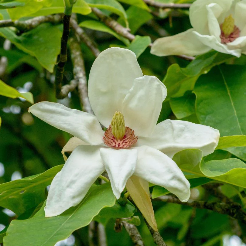 'Charles Coates' Magnolia