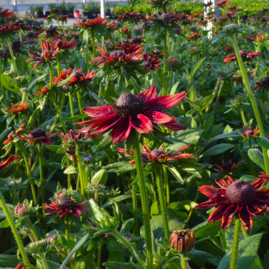 'Cherry Brandy' Rudbeckia - Image 3