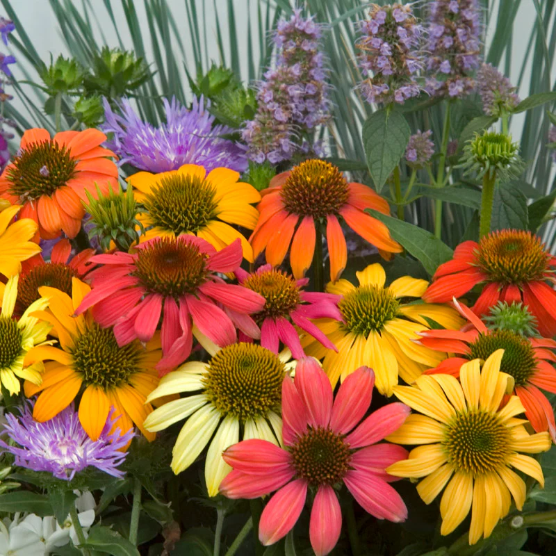 'Cheyenne Spirit' Coneflower (Echinacea) - Image 2