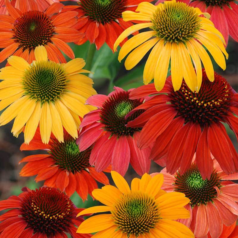 'Cheyenne Spirit' Coneflower (Echinacea) - Image 3