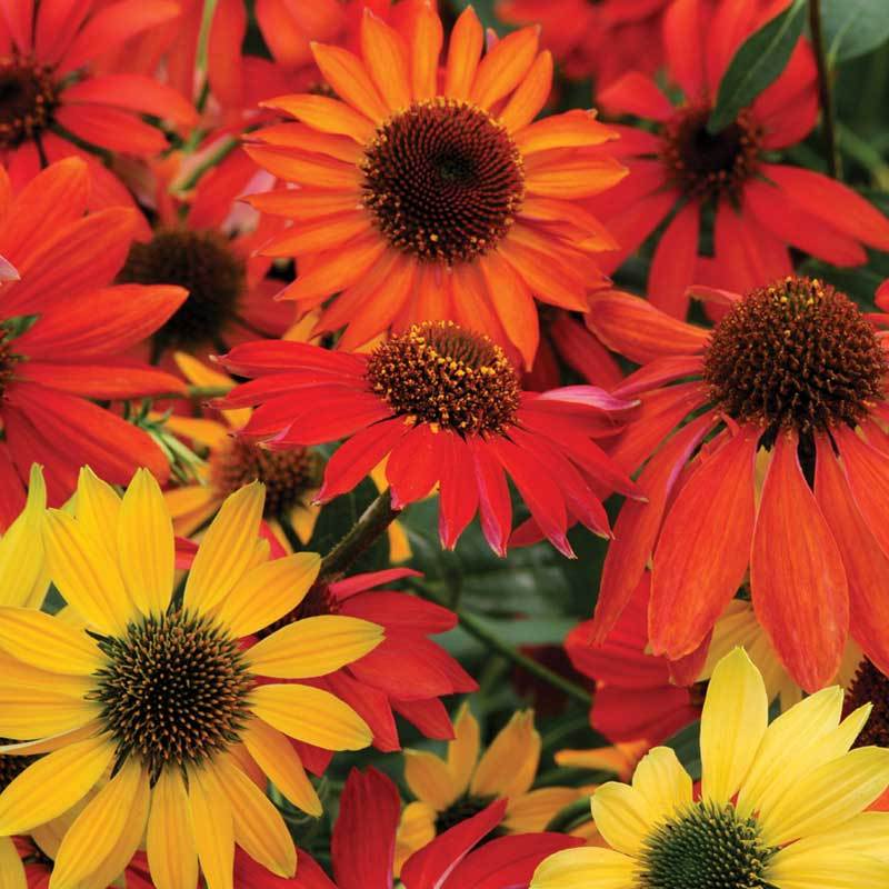'Cheyenne Spirit' Coneflower (Echinacea) - Image 4