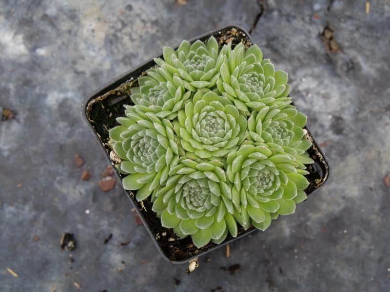 Chick Charms® Sugar Shimmer™ Hens & Chicks - Image 3