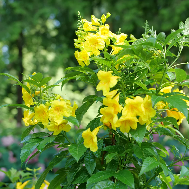 Chicklet™ Gold Trumpet Bush (Tecoma)