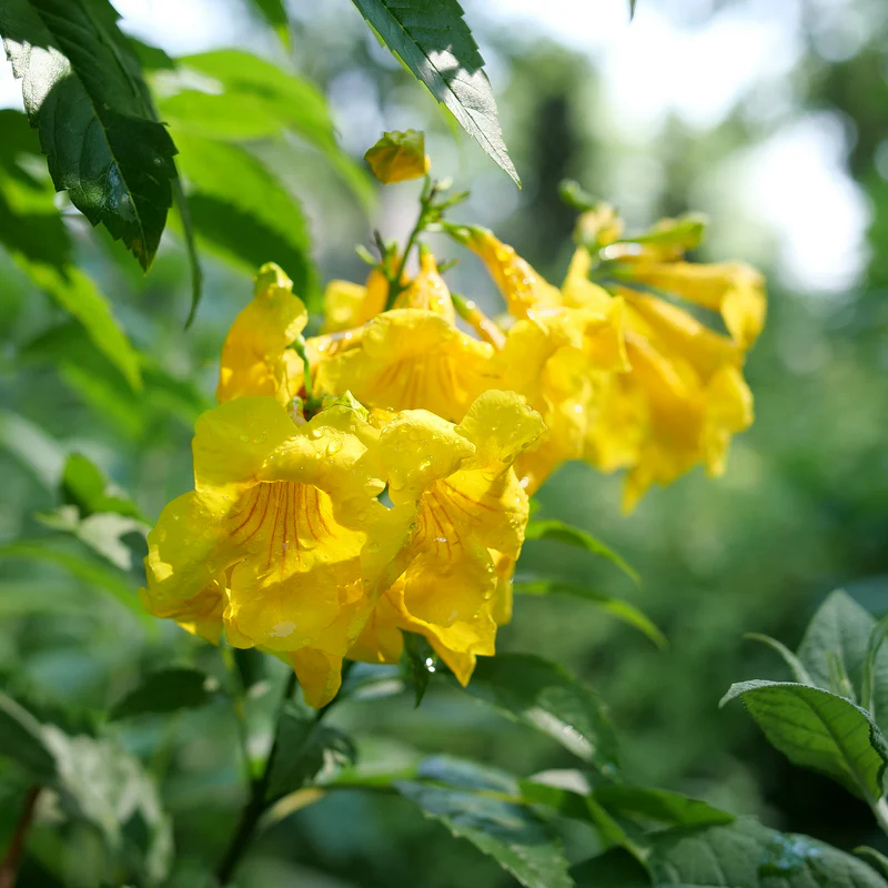 Chicklet™ Gold Trumpet Bush (Tecoma) - Image 2