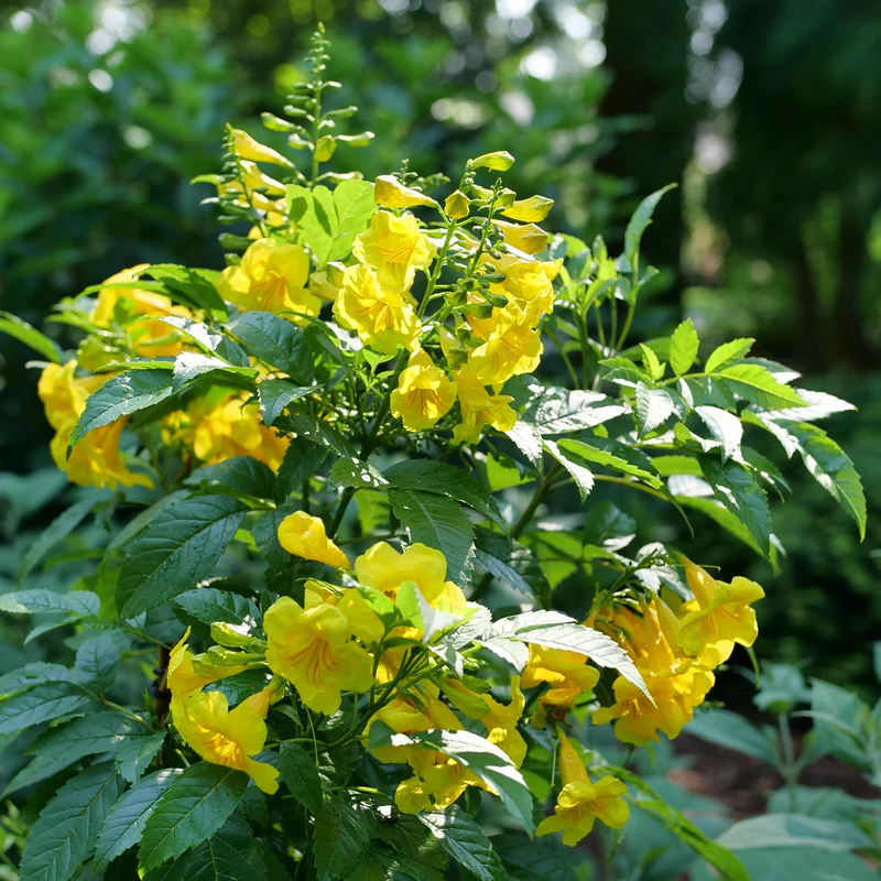 Chicklet™ Gold Trumpet Bush (Tecoma) - Image 3