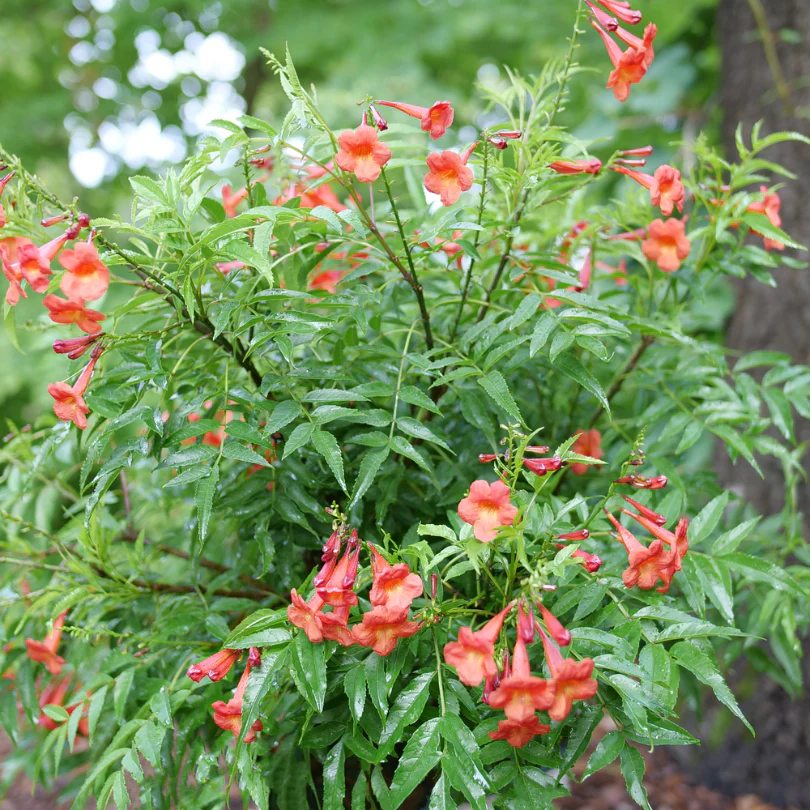 Chicklet® Red Trumpet Bush (Tecoma) - Image 2