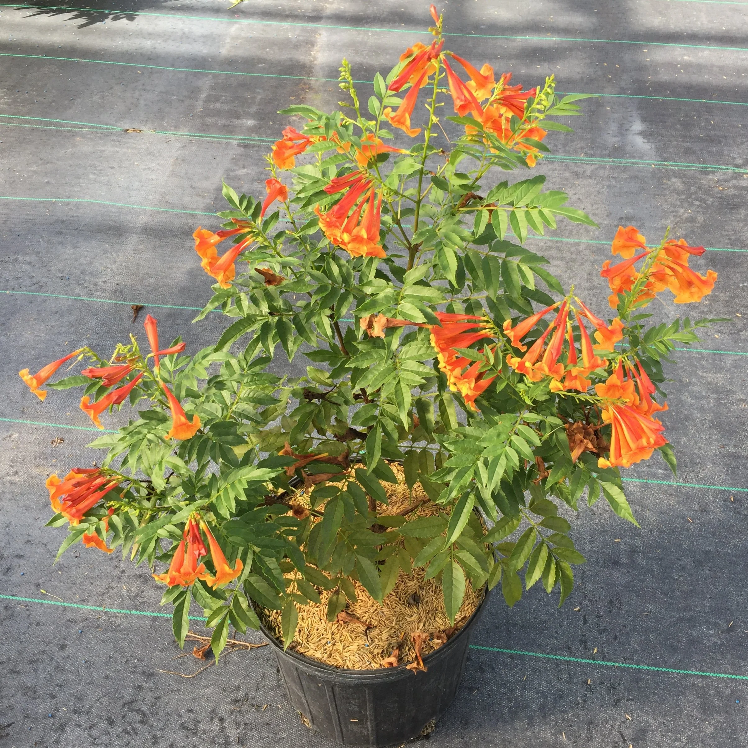 Chicklet™ Orange Trumpet Bush (Tecoma) - Image 2