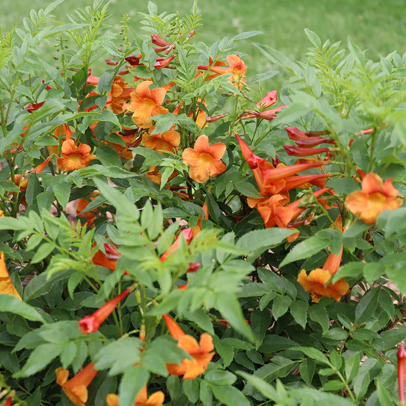 Chicklet™ Orange Trumpet Bush (Tecoma) - Image 3