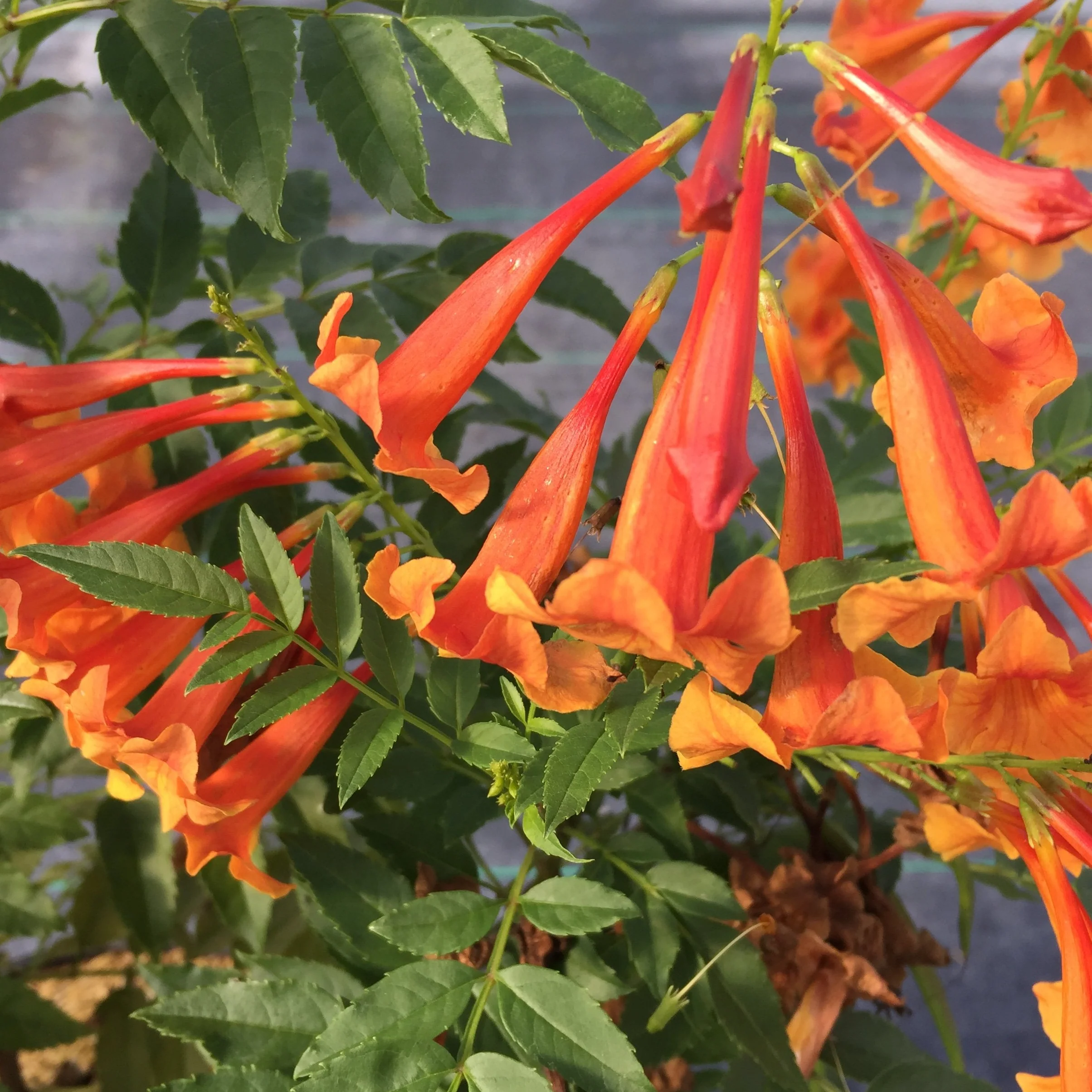 Chicklet™ Orange Trumpet Bush (Tecoma) - Image 4