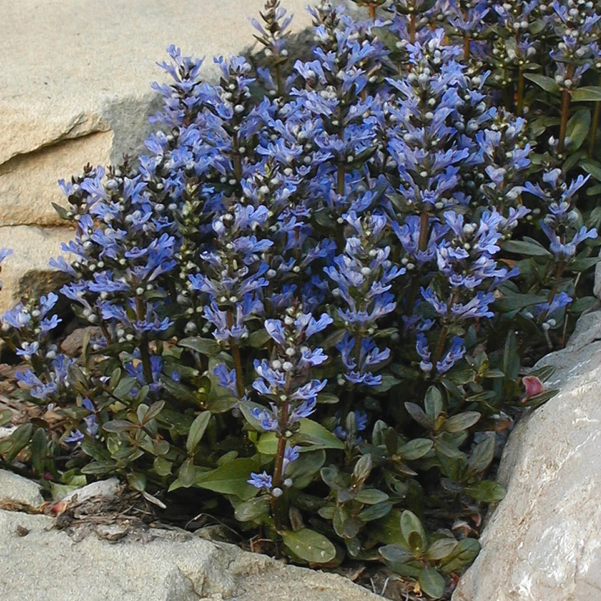 'Chocolate Chip' Bugleweed (Ajuga) - Image 2