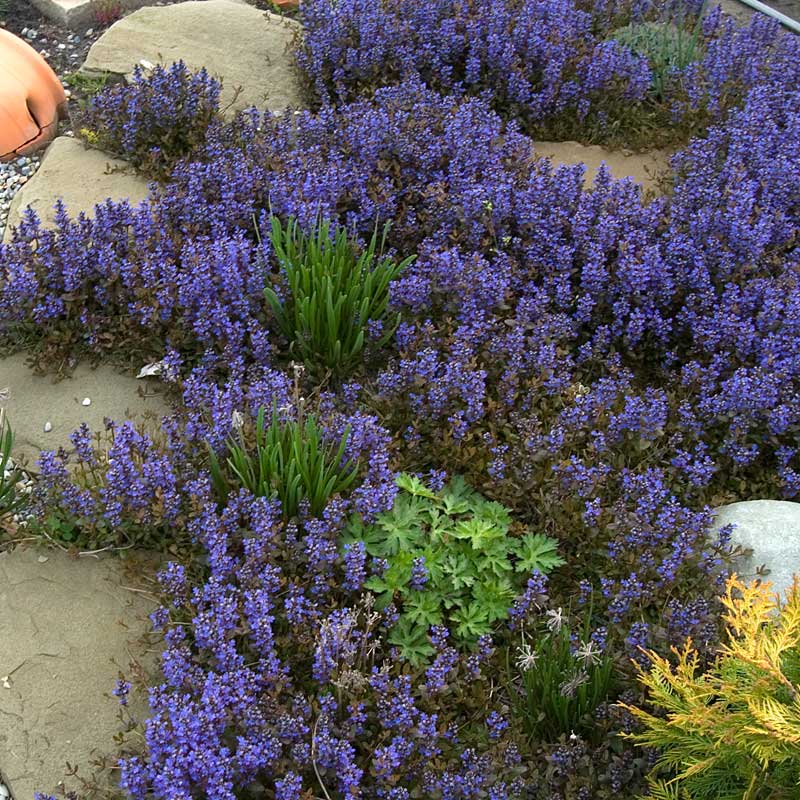 'Chocolate Chip' Bugleweed (Ajuga) - Image 3