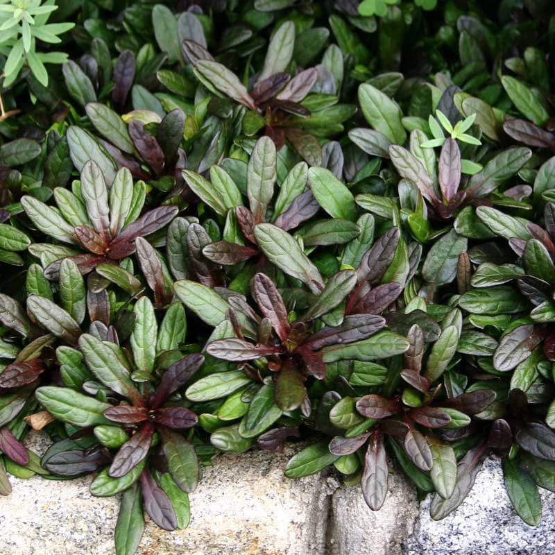 'Chocolate Chip' Bugleweed (Ajuga) - Image 4