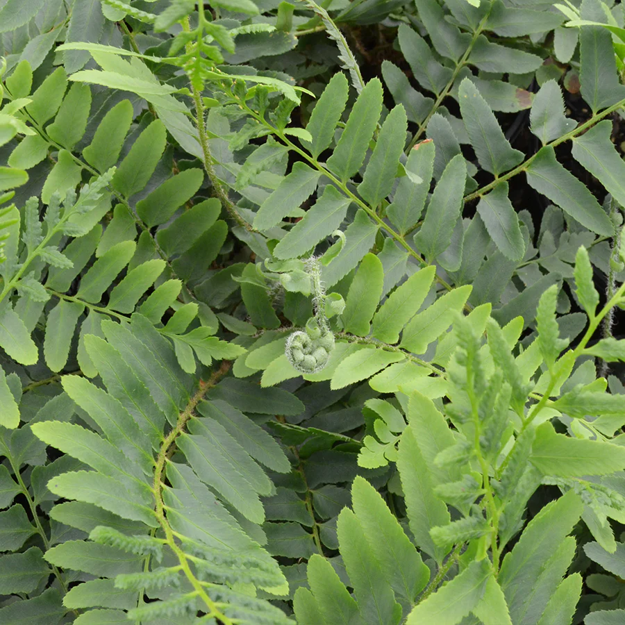 Christmas Fern (Polystichum) - Image 4