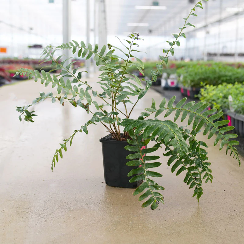 Christmas Fern (Polystichum) - Image 5