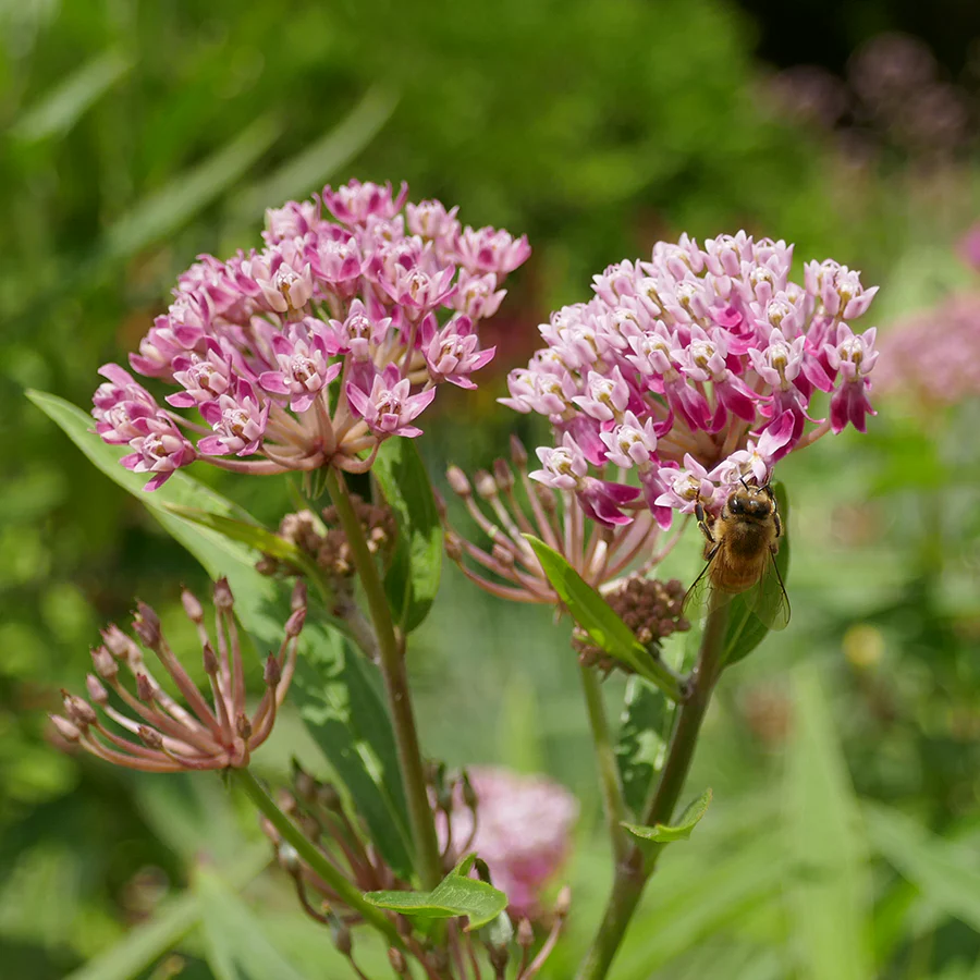 'Cinderella' Swamp Milkweed (Asclepias) - Image 2