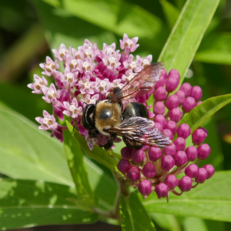 'Cinderella' Swamp Milkweed (Asclepias) - Image 3
