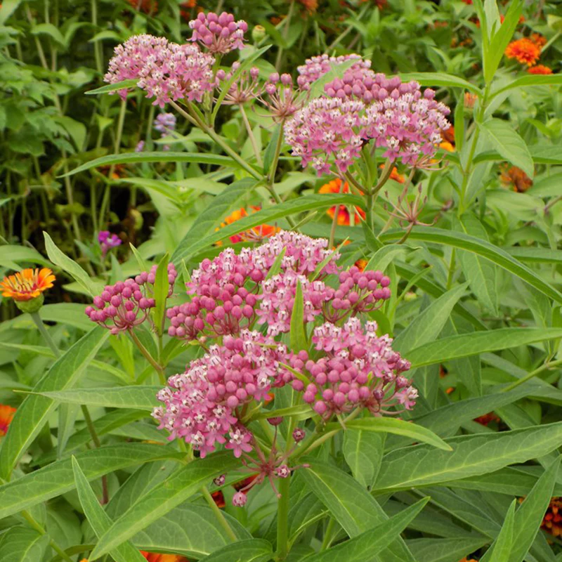 'Cinderella' Swamp Milkweed (Asclepias) - Image 4