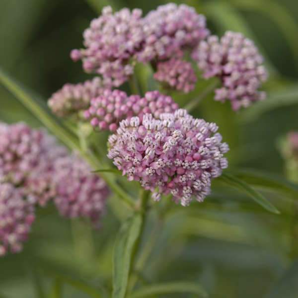 'Cinderella' Swamp Milkweed (Asclepias) - Image 5