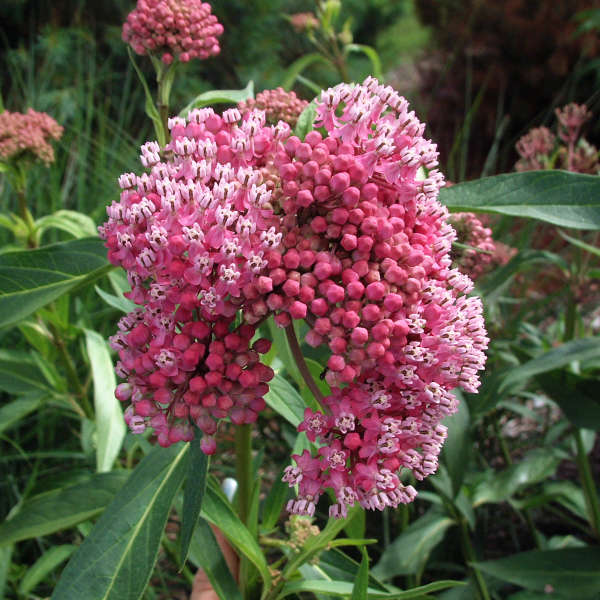 'Cinderella' Swamp Milkweed (Asclepias) - Image 6