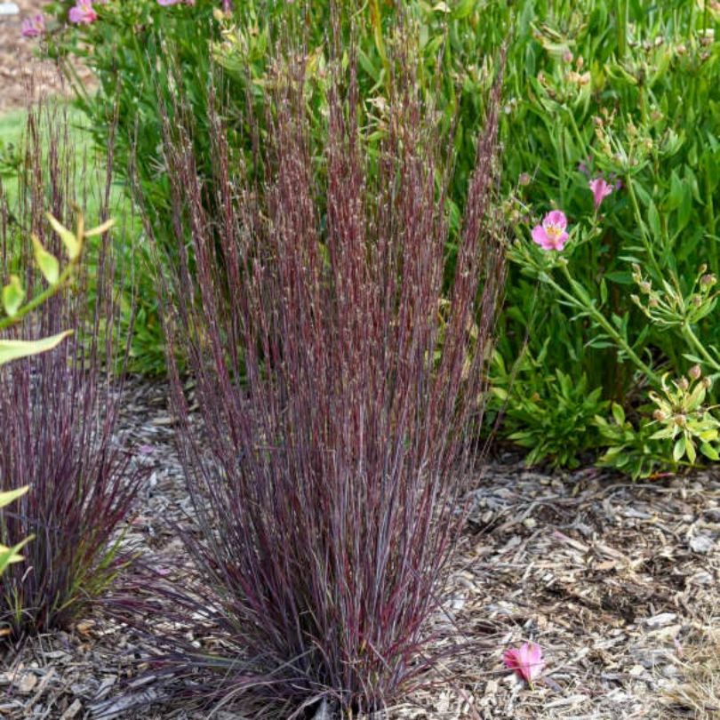 'Cinnamon Sticks' Little Bluestem (Schizachyrium) - Image 3