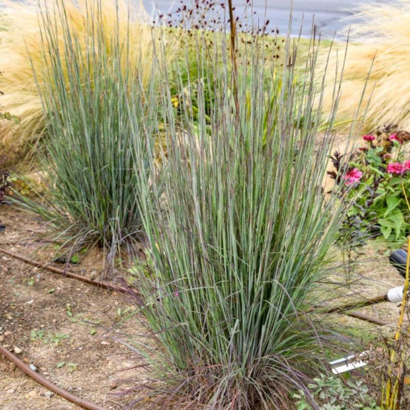 'Cinnamon Sticks' Little Bluestem (Schizachyrium) - Image 4