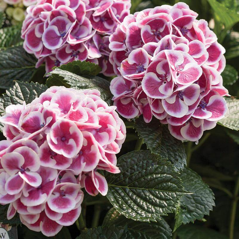 Cityline® Mars Bigleaf Hydrangea - Image 2