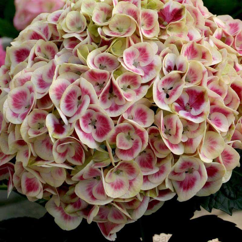 Cityline® Mars Bigleaf Hydrangea - Image 3