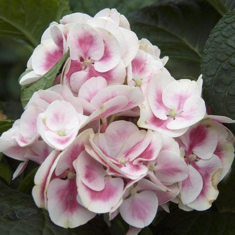 Cityline® Mars Bigleaf Hydrangea - Image 4