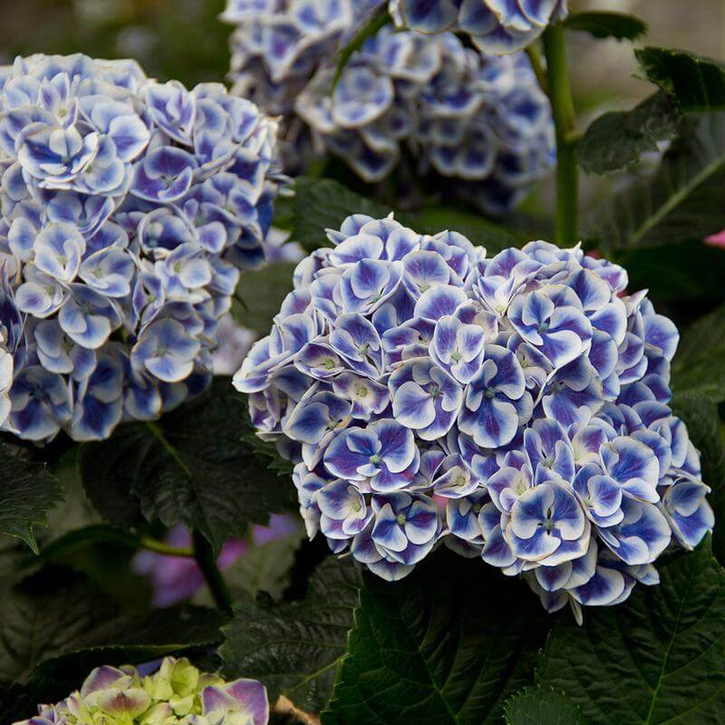 Cityline® Mars Bigleaf Hydrangea - Image 5