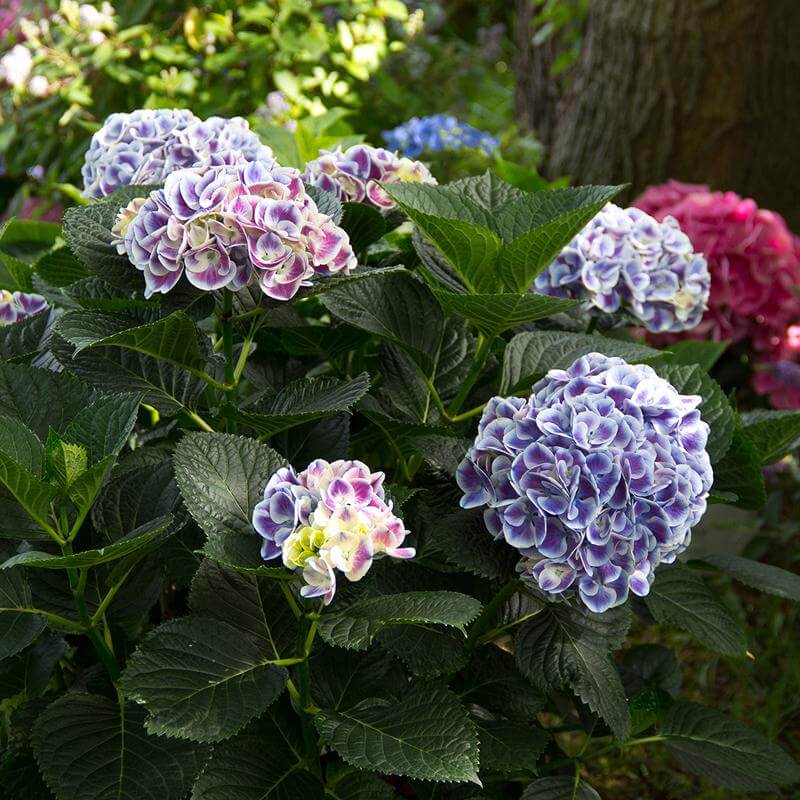 Cityline® Mars Bigleaf Hydrangea - Image 6